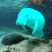 Manatee edited to bright turquoise