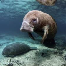 Original manatee