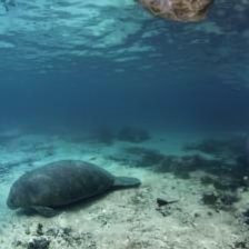 Scene with the manatee removed