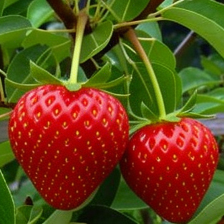 Pear replaced by a strawberry