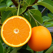 Pear replaced by an orange