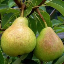 Original pear