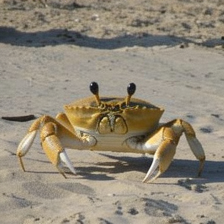 Seagull replaced by a crab