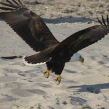 Seagull replaced by an eagle