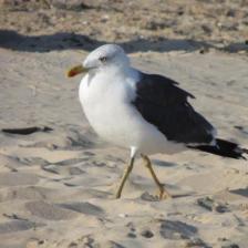 Original seagull
